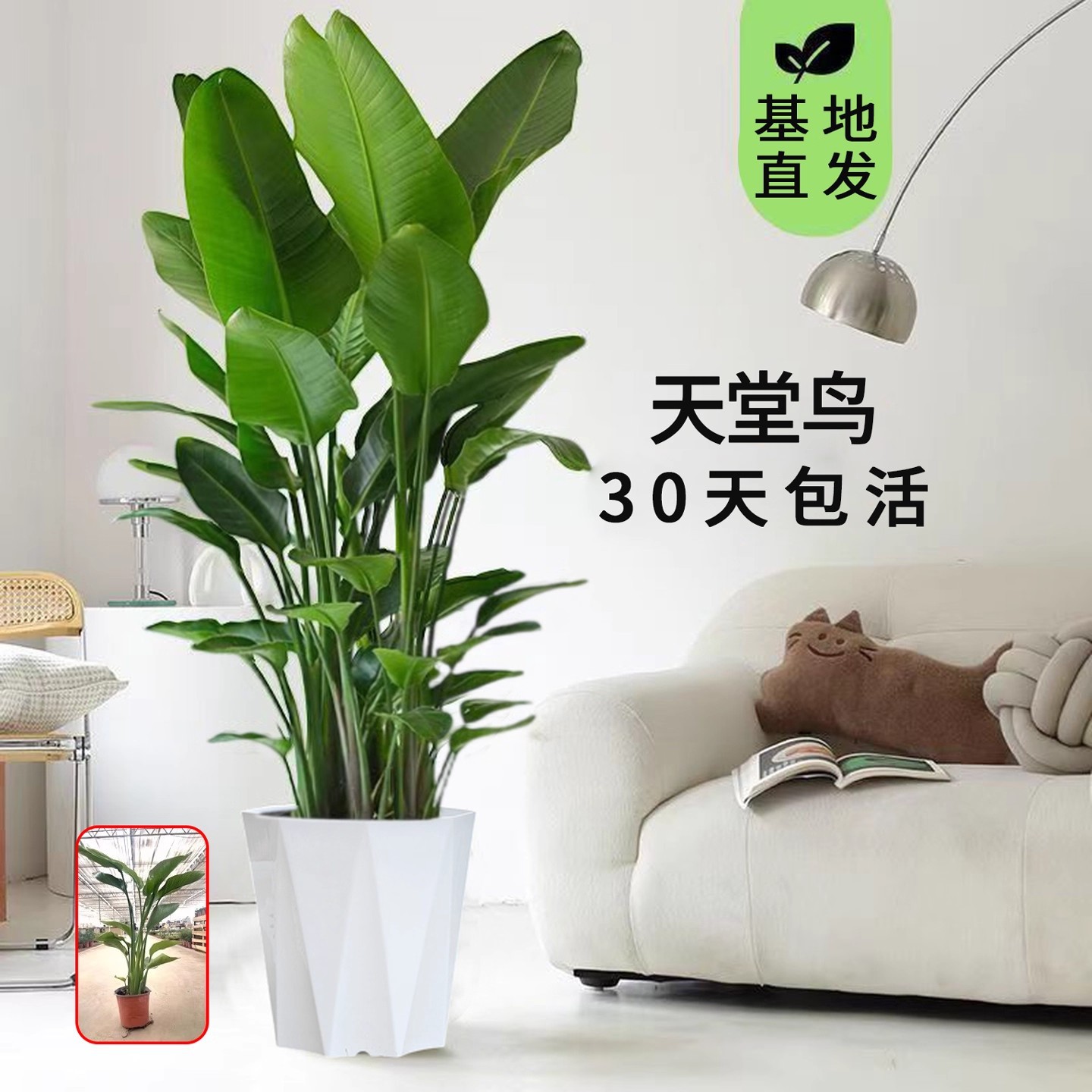 Aves del paraíso plantación de plantas grandes en maceta verde interior buena oficina de alimentación sala de estar flor verde plantación bonsai grana orquídea
