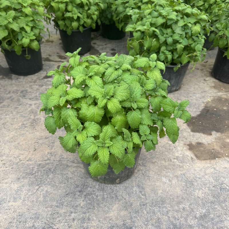 Planta de menta fresca comestible hoja de menta planta de jardín interior mosquitos repelente plantas de menta para gatos flores verdes