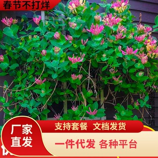 һ�����l����ֲ����y�������ļ��_����ʳ�üt�S�����Ϙ����Ե���
