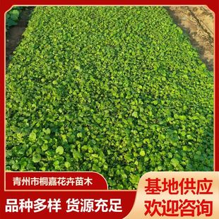 Qingzhou Base Wholesale February Orchid Perennial Road Beautification Florals February Orchid Sea Seedlings