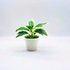 Realistic flowerpot, small pot, jewelry, new collection, suitable for import, wholesale