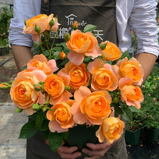 �ٱ��¼��Nޱ����󻨝���ͥԺ����ֲ�ﻨ��õ���̨�ļ��_���W��