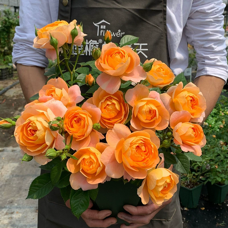 Виноградная лоза Цветок рассады Большой цветок Аромат Сад Восхождение Виноградное растение Цветок розы Балкон Четыре сезона Цветение Европейская луна