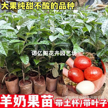 ���̹����������̖�ܻ����j�������ͼ޽���ľ�̹��Ϸ��Nֲ