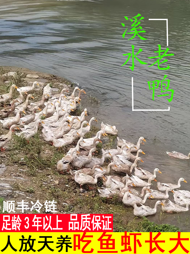 老麻鸭老鸭现杀老鸭子土鸭农村放养水鸭蛋鸭草鸭母鸭活鸭散养