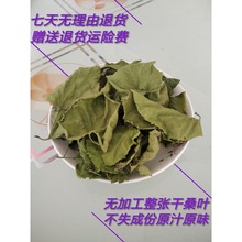 广西桑叶霜后桑葚叶茶霜降霜打的泡水喝食用洗澡洗头250克干整张
