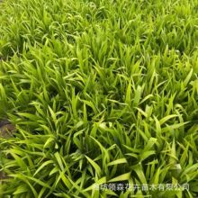 黄花鸢尾加仑盆花镜植物 黄菖蒲 黄花鸢尾水菖蒲池塘绿化造景工程