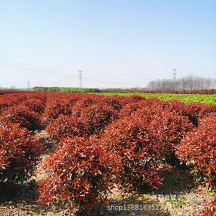 ���l�@�־G����ʯ���ͩ��o���۹Ǽt���^ľ���ɭŮؑ��