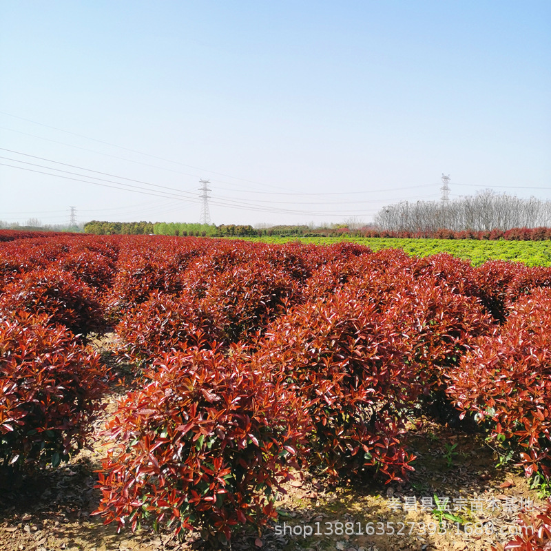 批发园林绿化球，石楠球海桐球无刺枸骨红花继木球金森女贞球