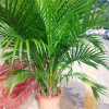 King Coconut Potted Plants Bonsai Bonsai Bonsai Hawaiian Sanwei Kwai Room Living Room Living Room Office Large Plants