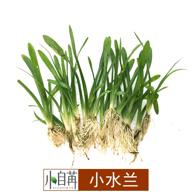 Мини маленькая водная Орхидея настоящая водная трава живая декоративная аквариум озеленение луга оптом перспектива трава хороший газон