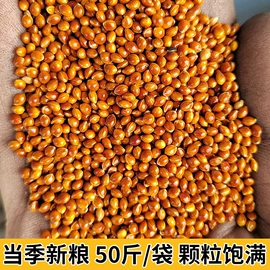 豆类;高粱类;鸟食