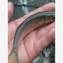 观赏鱼水族活体小金鱼活鱼红草金锦鲤锦鲫摆摊捞钓套圈冷水鱼批发