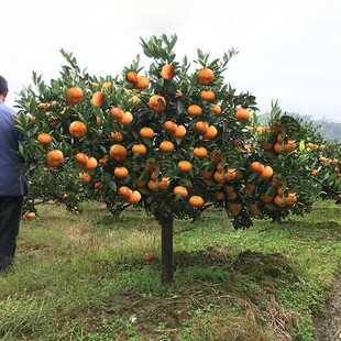 Early Maturing Seedless Yongquan Tangerine Huangyan Tangerine Seedling Grafted Seedless Tangerine Sapling Miyagawa Tangerine Sapling