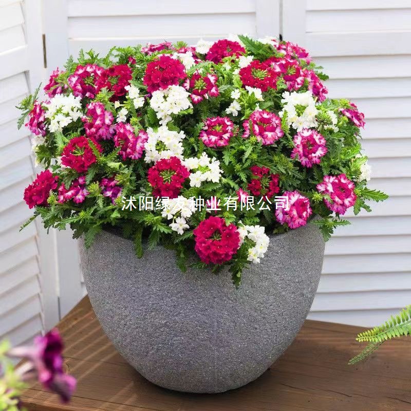 美女樱种子混色四季五色梅美人樱景观花海庭院室外庭院阳台花种子