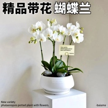 蝴蝶兰盆栽带花苞秋冬耐寒花卉绿植物办公室内客厅四季阳台开批发