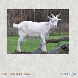 羊动物贴图山羊草原羊群小羊羔牧场风景家养黑白色装饰不干胶贴纸