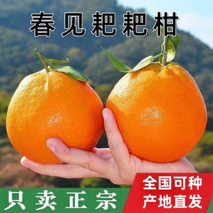 Fruit Saplings Chouju Sihui Sugar Orange Seedlings Orange Saplings Seedless Sugar Orange Kumquat Seedlings Potted Ground Planting Fruit Trees