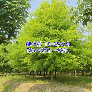 ���~���������~���r�����~���a�����~�T������Ŀ����ֲ�ﻨ��