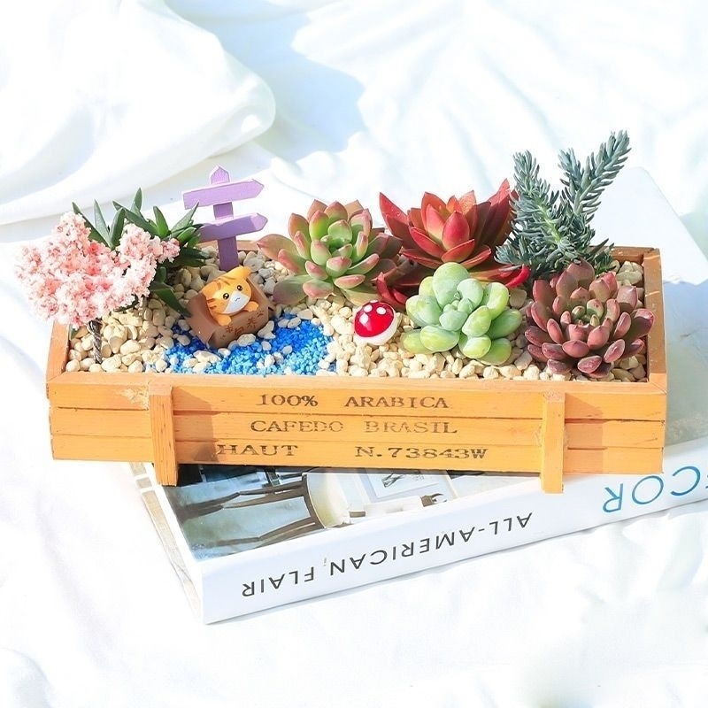多肉植物組み合わせ鉢植えクリエイティブ素材パッケージ装飾品室内装飾クリエイティブデスクトップ多肉植物ポット付き|undefined