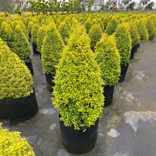 ����Ůؑ�����ǻ���ֲ�ﴨ��Ϟ���{���ؙ���֮������Ůؑ�ļ�����