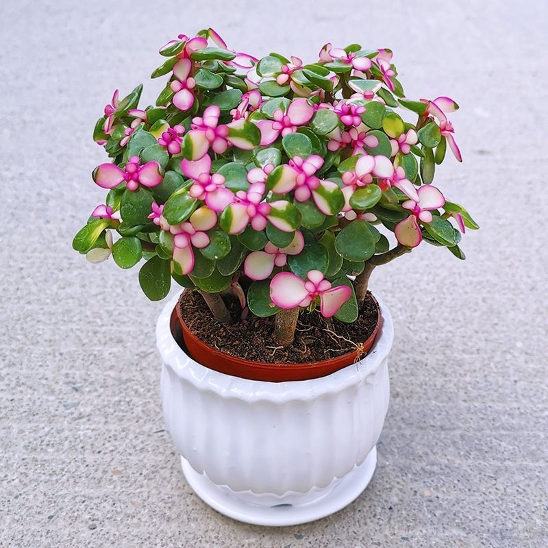 066c37ce-b6be-46a9-9ef4-6e2b67501bee.jpe