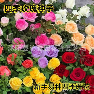 Perfume Rose Seeds Double-Petaled Strong Fragrance Large Flowers All Year Round Courtyard Balcony Potted Seeds Bloom All Year Round