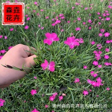 �Wʯ�����ݲݻ� �m�ϾG���Ļ��Wʯ������ �����B���^���̚Wʯ��