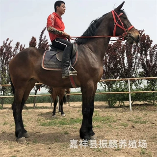 浙江横店影视骑乘马出售可租赁 伊犁马驹拍戏如何驯化