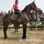 伊犁浙江租赁马驹