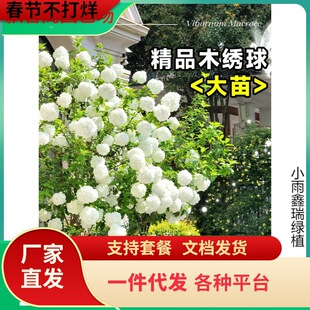 һ�����l���Aľ�������W�޶���ľ���L����󻨽�����ͥԺ����