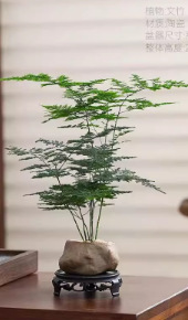 造型文竹+海盗礁石盆+圆底座