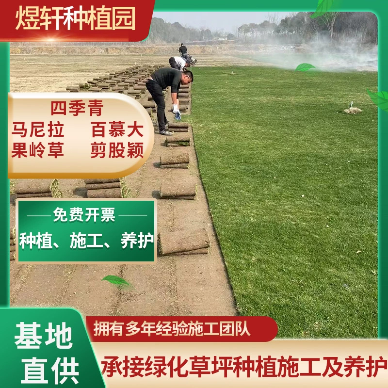 Гном Бермуды легко выращивать, легко жить, устойчив к засухе и давлению, защищает склоны, фиксирует почву, газон, зеленый дворовый газон с почвой.