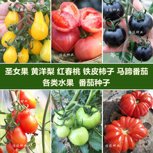 ѷNӴǫ̈̄}ŮҴСt۹rҲˈ@׷N