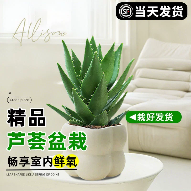 Алоэ вера в горшках, комнатные цветы, очищающие воздух, и зеленые растения, офисные кактусы, суккуленты, легко кормить и выдерживают засуху в любое время года.