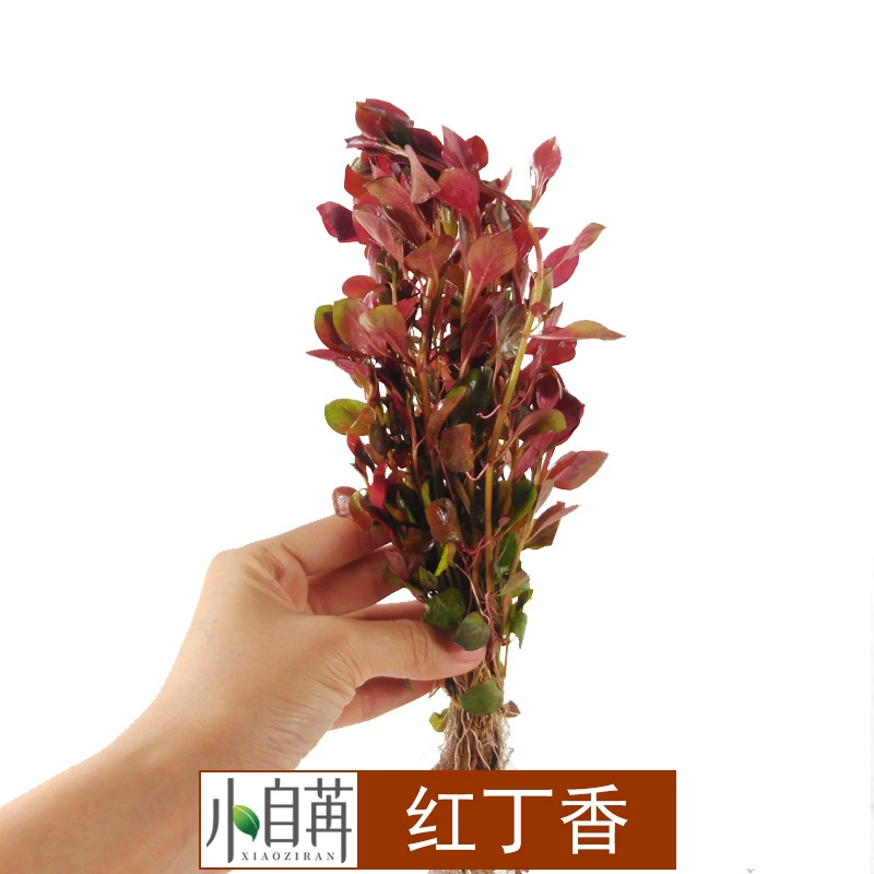 Красная Сирень Водная Трава Живя Оптом Аквариум Пейзаж Реальная Водная Трава Украшение Аквариум Декоративный Пейзаж Трава со Стеблем