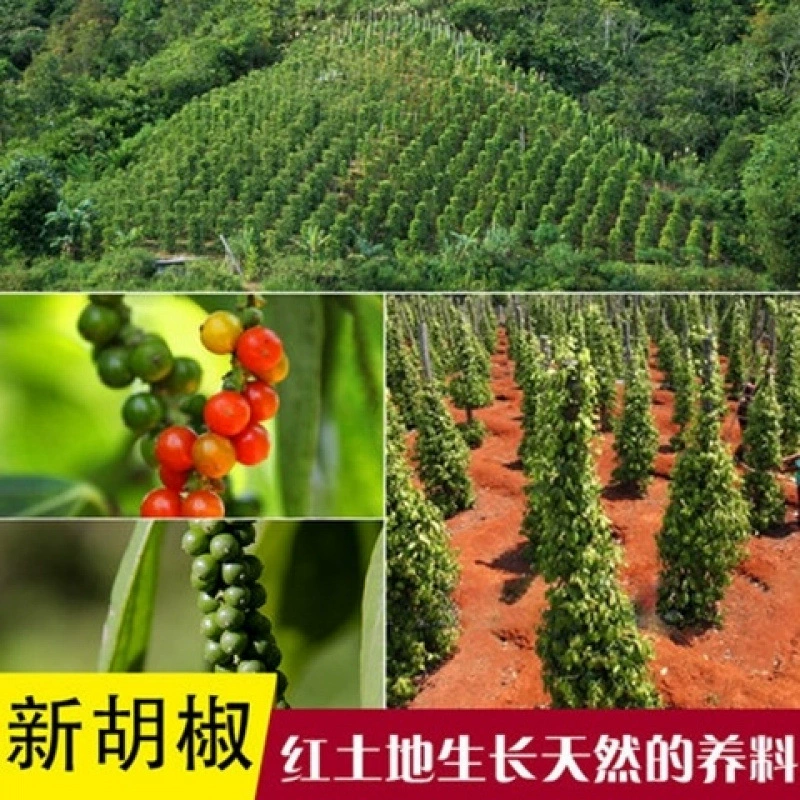 Черный перец Западный ресторан Кухня Стейк Стейк Пицца Ингредиенты приправы Черный перец без бремени Закуски