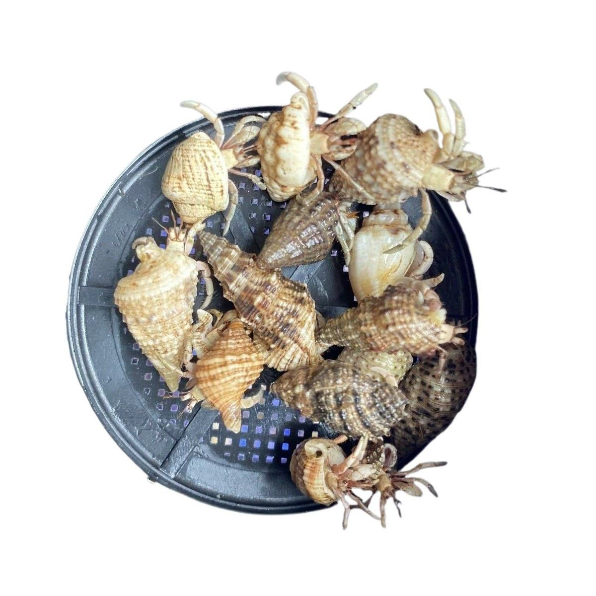 Земной морской улиточный краб? (terrestrial hermit crab)