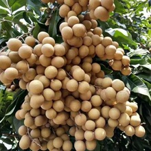 ���ϰl؛�������A�������r��ժ��̩�������S2��5��ʯ�A����