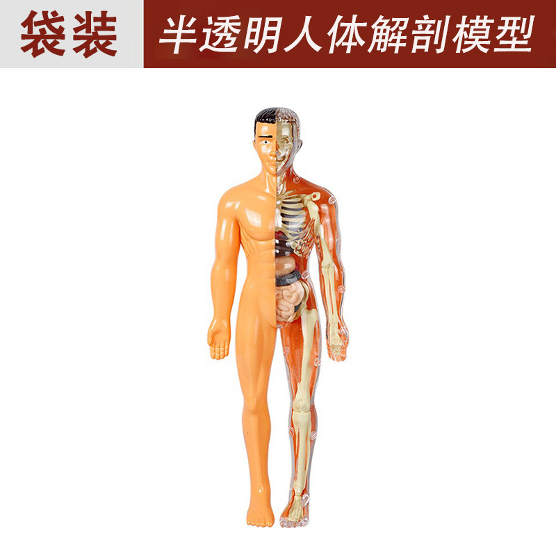 Modelo de estructura del cuerpo humano juguete para niños stem cognitivo ciencia y educación rompecabezas ensamblaje de órganos esqueleto esqueleto fabricante de estructura