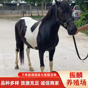 ���U�T���R Ӗ������T�˰��R ���������R����С���R�Bֳ