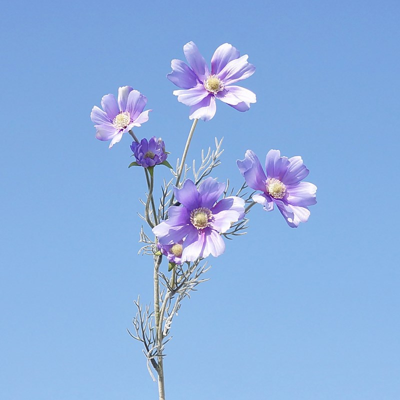 1953 라이트 퍼플 #