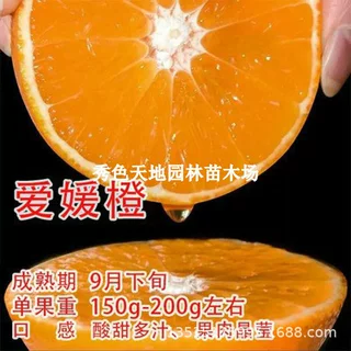爱媛果冻橙柑橘树苗嫁接果树无籽杂柑橘子苗盆地栽柑桔苗当年结果
