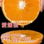 爱媛无籽嫁接杂柑柑桔苗