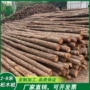加固河道打桩建筑松木桩