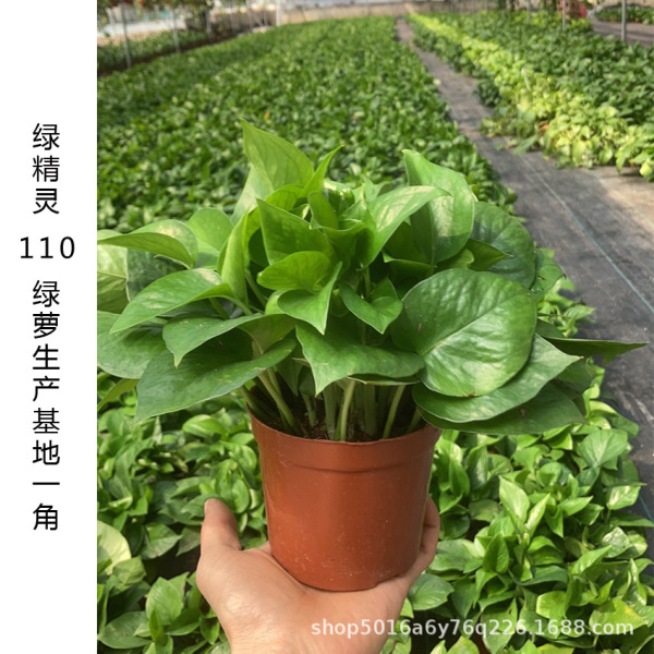 Green ivy potted plant indoor office hydroponic green plants purify…