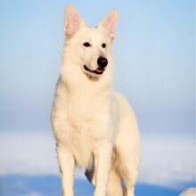 瑞士牧羊犬幼犬活体狗狗纯种宠物幼崽大型护卫犬搜救犬工作犬萌宠