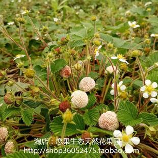 菠蘿蜜苗圖片 海量高清菠蘿蜜苗圖片大全 阿里巴巴