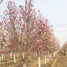 ���mС����׼t�����m�����^�����؈@�־G�����̾G����t���m��