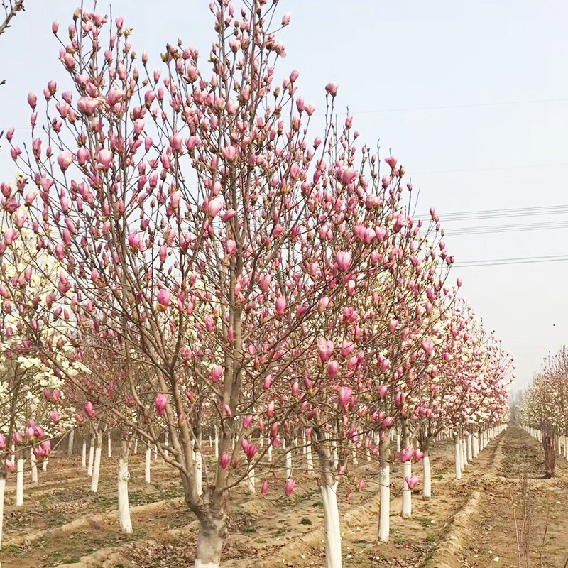 批发玉兰树苗 紫玉兰白玉兰黄玉兰玉兰花苗 当年开花保湿邮寄发货